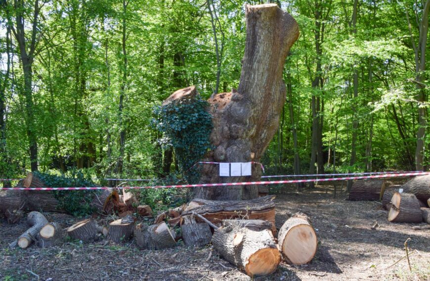 Toby Carvery restaurant facing chop over felling of 500-year-old oak tree