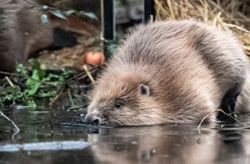 Beavers released at two sites in Somerset to help ‘restore nature’