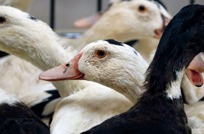 Lab-grown foie gras and chicken get safety checks for British dinner tables