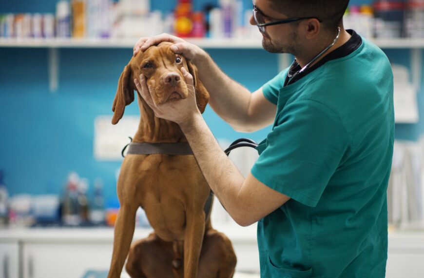 Pet owners to pay no more than £21 for prescriptions after major investigation