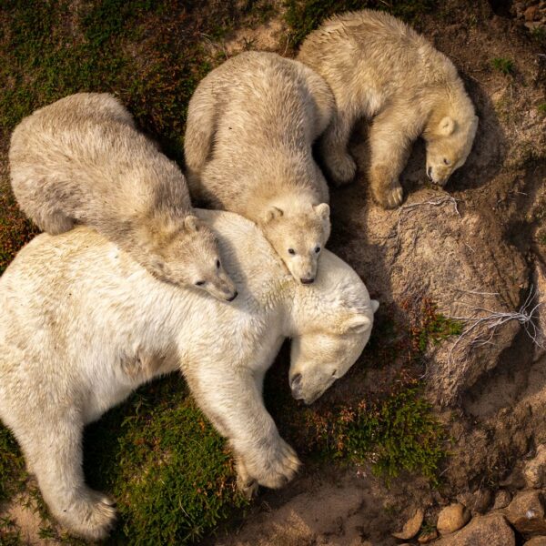 Wildlife Photographer of the Year: People’s Choice winner named