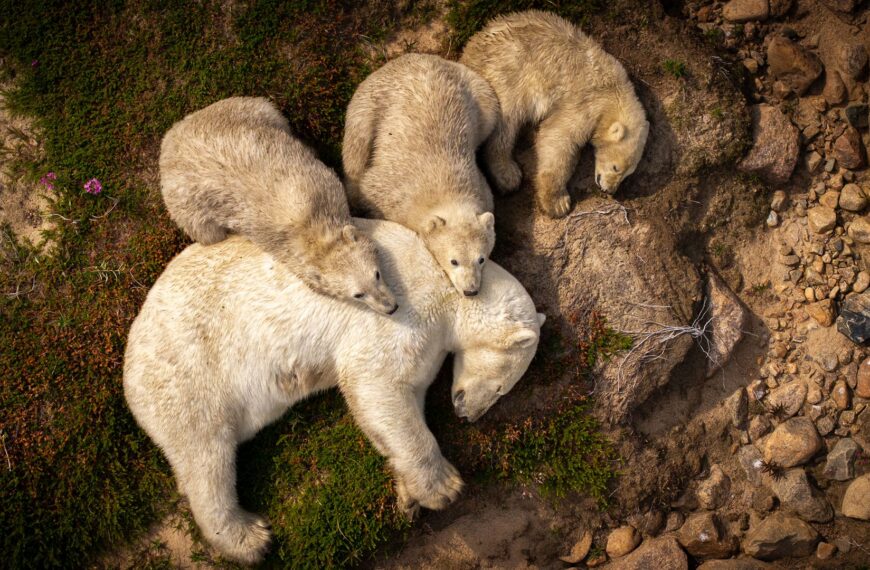 Wildlife Photographer of the Year: People’s Choice winner named